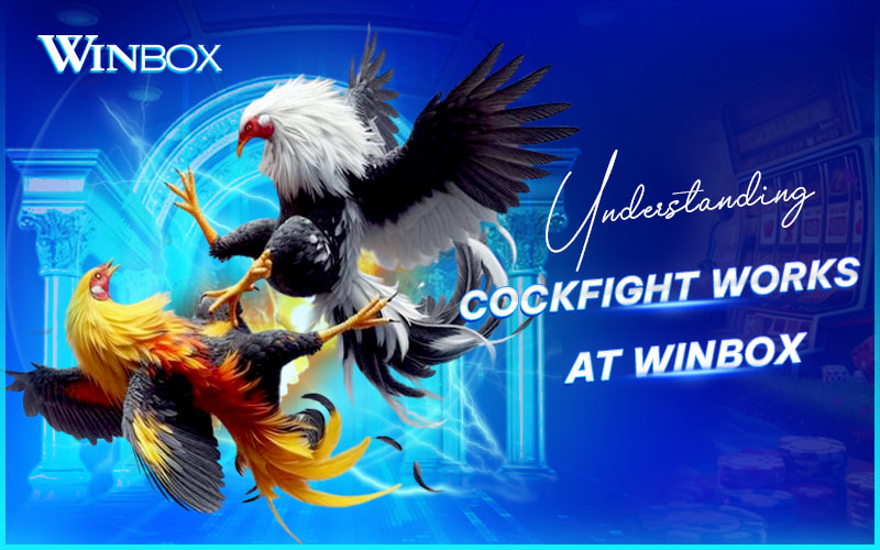 Play cockfighting at Winbox Malaysia Play cockfighting at Winbox Malaysia